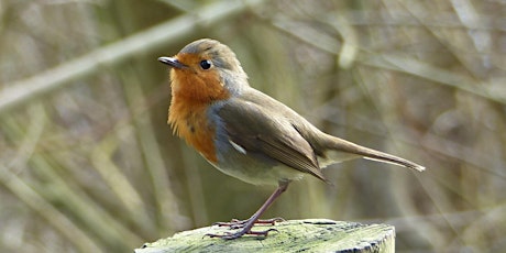 Britain's Biggest Living Garden: Wildlife gardening & biodiversity in HGS