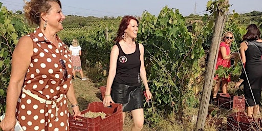 Frascati Wine Tasting Experience with Vineyard's Guided Tour primary image