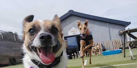 Doggie Daycare Package Buy 10 get 2 FREE