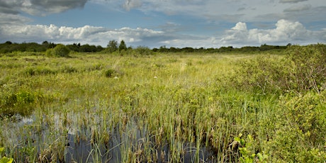 ERCCIS Acidic Wetland Indicator Plants Workshop primary image