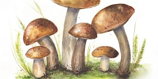 Watercolor: Woodsy Mushroom Scene primary image