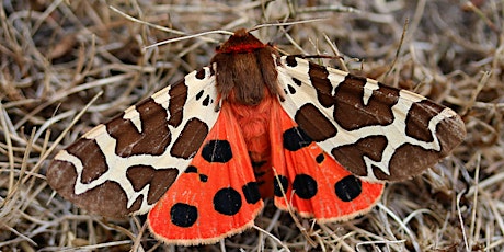 NWT Hickling Broad - Moth and butterfly walk (29 May)