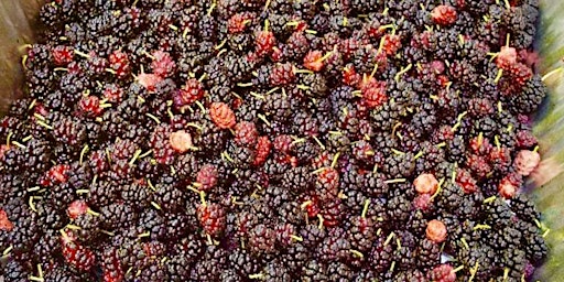 Imagem principal de Foraging for Seasonal Berries and Strawberry Cultivation