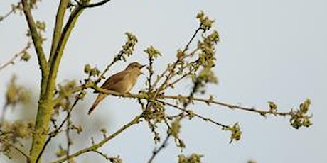 An Evening Birdsong Walk (DZC 2986 )