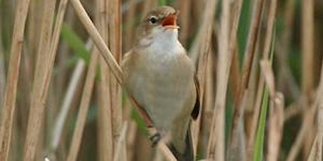 Spring Bird ID (EWC2806)