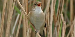 Hauptbild für Spring Bird ID (EWC2806)