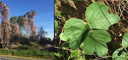 Hauptbild für Invasive Plant Management Workshop