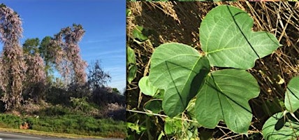 Hauptbild für Invasive Plant Management Workshop