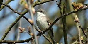 Hauptbild für Late Spring Bird ID (EWC2806)