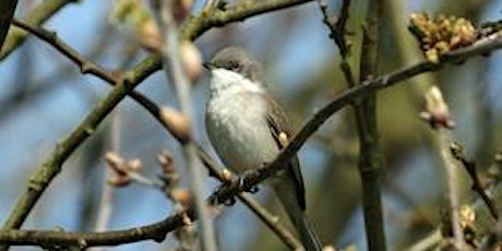 Late Spring Bird ID (EWC2806)