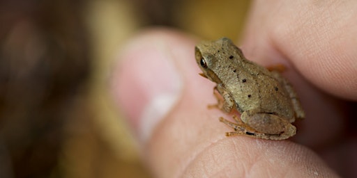 Imagem principal de A "Peep" at Vernal Pools