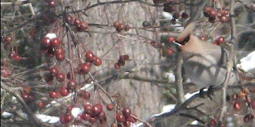 March Bird Monitoring Walk  primärbild