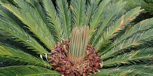 5-25-2024  Celebrate Cycads! primary image