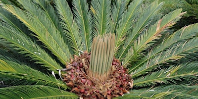 Hauptbild für 5-25-2024  Celebrate Cycads!