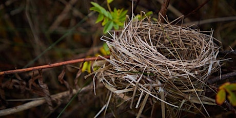 Nest-making,  Metaphor and Meaning primary image