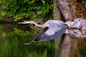 Imagen principal de Between Two Rivers and a Creek: Exploring our Kinship with the Blue World