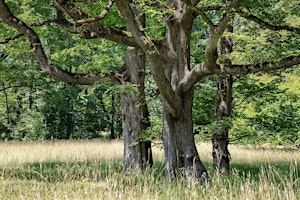 Hauptbild für Bäume kennenlernen im Englischen Garten