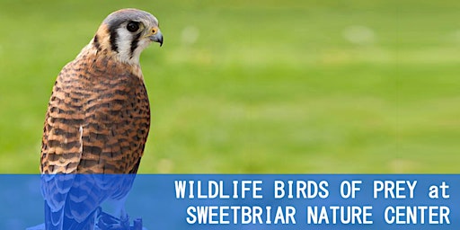 Imagem principal do evento WILDLIFE BIRDS OF PREY at SWEETBRIAR NATURE CENTER
