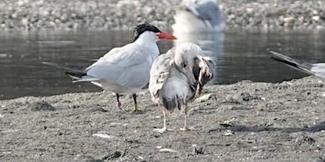 Docent Series: Rat Island-The Avian Flu and it affects on the Caspian Terns