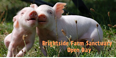 Brightside Farm Sanctuary Open Day 2019 primary image