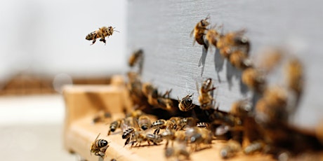 How to Succeed at Beekeeping primary image