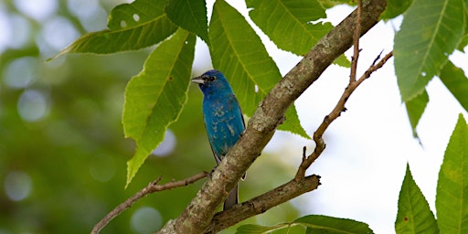 Imagem principal de Bird Language and Birding by Ear with Jaybird