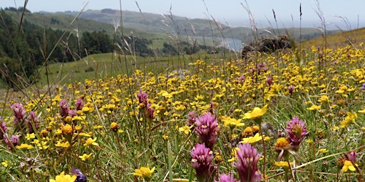 Imagem principal de Jenner Headlands Spring Wildflower Hike
