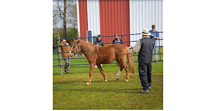 Draft Horse Training Seminar-Offsite