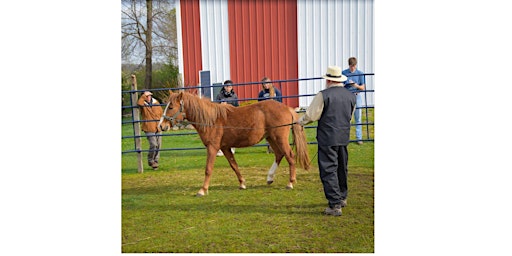 Imagem principal de Draft Horse Training Seminar-Offsite