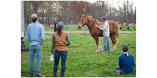 Imagem principal de Draft Horse Basics