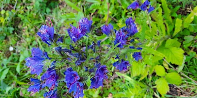 NWT Hickling Broad - Wildflower identification (9 May) primary image