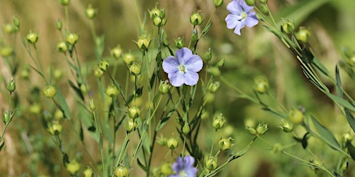 Biofibres in Yorkshire primary image