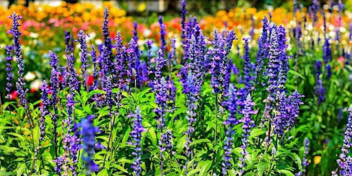 Primaire afbeelding van Colorful Perennials for Central Florida