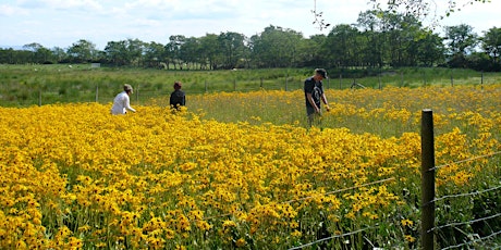 Weleda Goethean Plant Study Day - Arnica