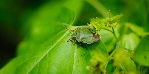 Primaire afbeelding van Guided Wildlife Walk at Woodthorpe Grange Park - City Nature Challenge 2024