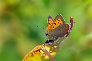 Family Bug Hunt at Forest Recreation Ground  - City Nature Challenge 2024