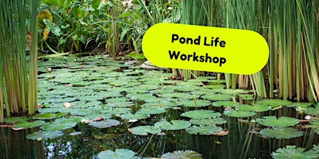 Home Ed, Pond Life Workshop