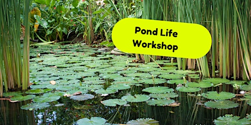 Imagem principal do evento Home Ed, Pond Life Workshop