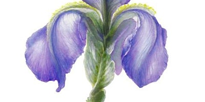 Primaire afbeelding van Painting Nature through Watercolours