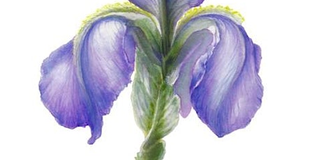 Painting Nature through Watercolours