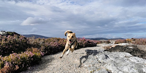 Imagem principal do evento Echoing Heath - Guided Walk Exploring History and Lore, from Kingussie (3h)