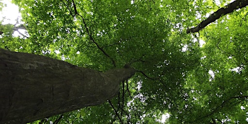 Tree folklore and mythology walk at Dulwich Woods primary image