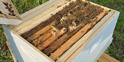 Imagem principal de Beginning Beekeeper Workshop