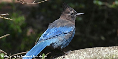 McClellan Ranch Beginner Bird Outing primary image