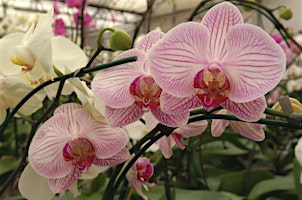 Immagine principale di 6-17-2024  Advanced Orchid Care and Clinic 