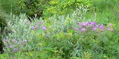 Flora and fauna of the hillside primary image