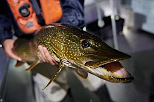 Immagine principale di Lake Ontario Evening: Assessing Fish and Fish Habitat in the Toronto Region 