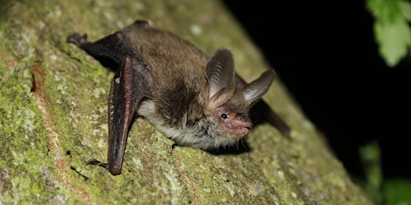 Bat Night at Carlton Marshes (ECC2511)