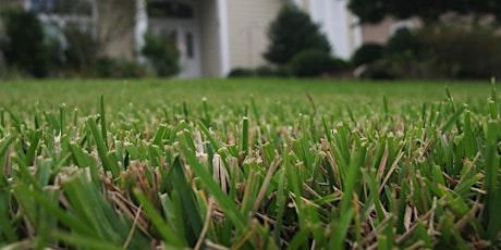 5-1-2024  Caring For Your Turf Grass