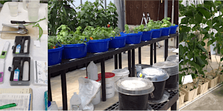 Hydroponic Vegetable Nutrient Management primary image